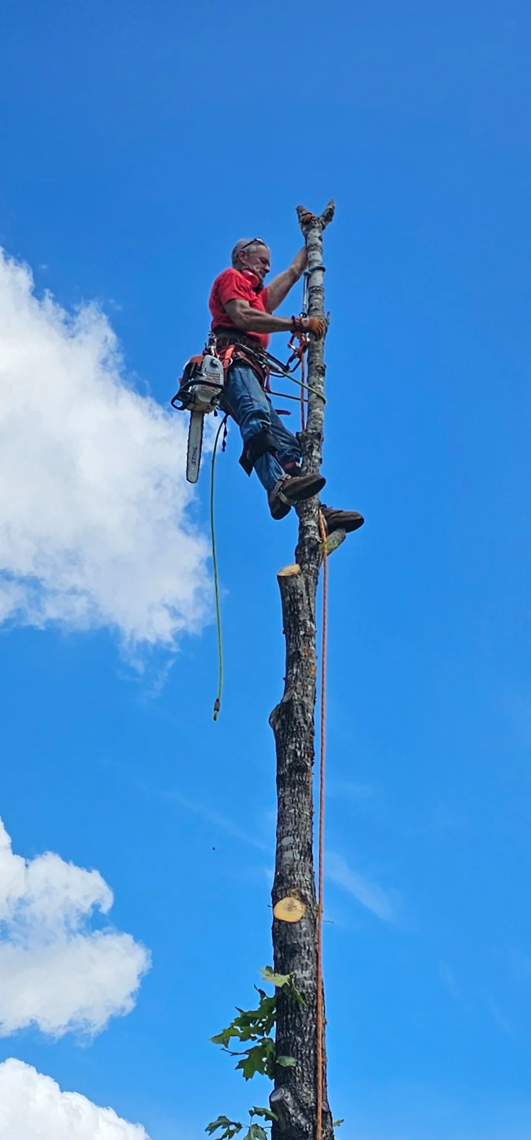 Arborist in red shirt climbing tall tree with safety equipment against blue sky