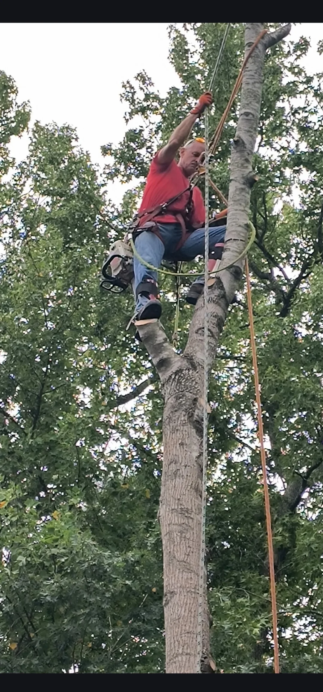 Arborist in safety harness climbing tall tree with rope equipment