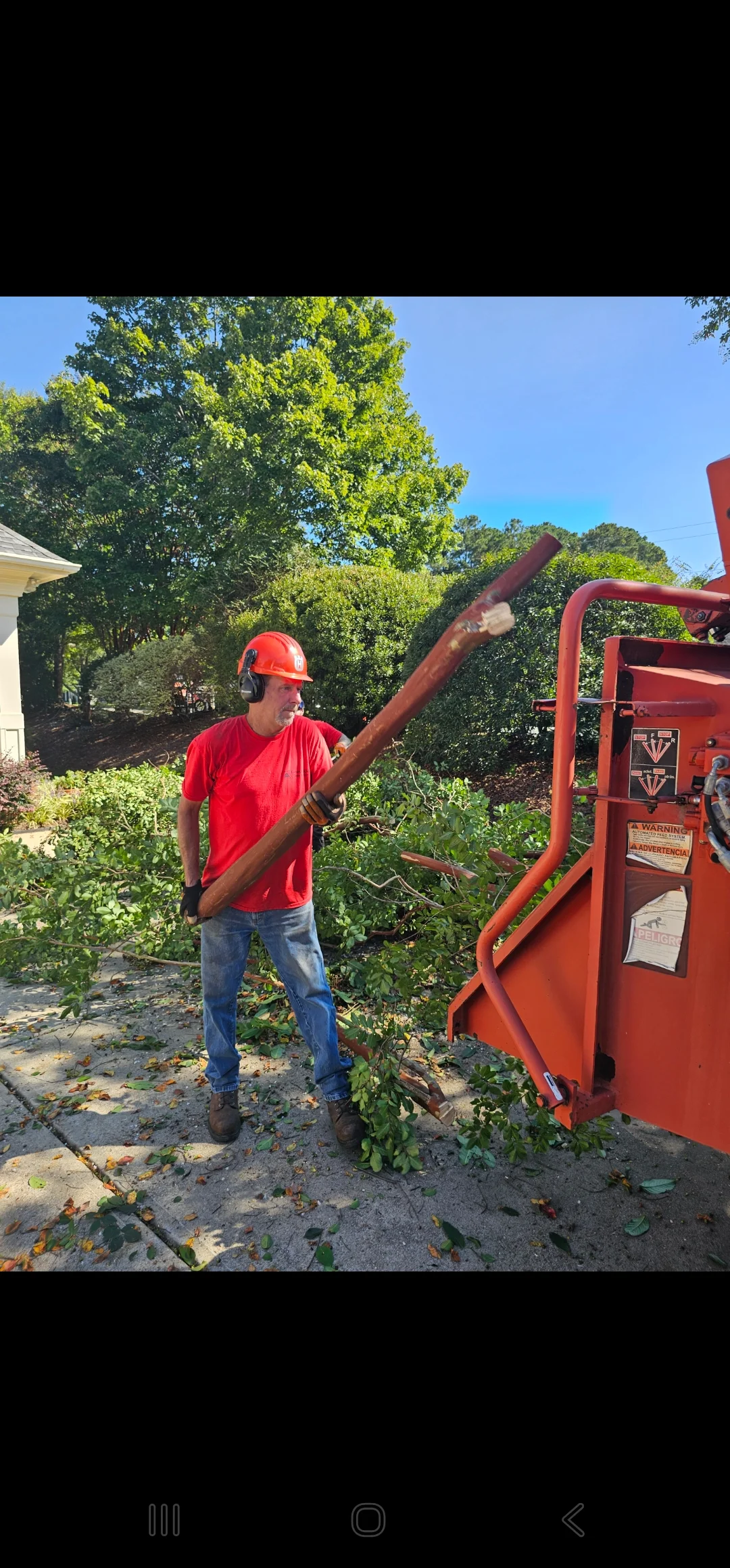 Tree service worker operating red wood chipper with large branch, residential property with mature trees