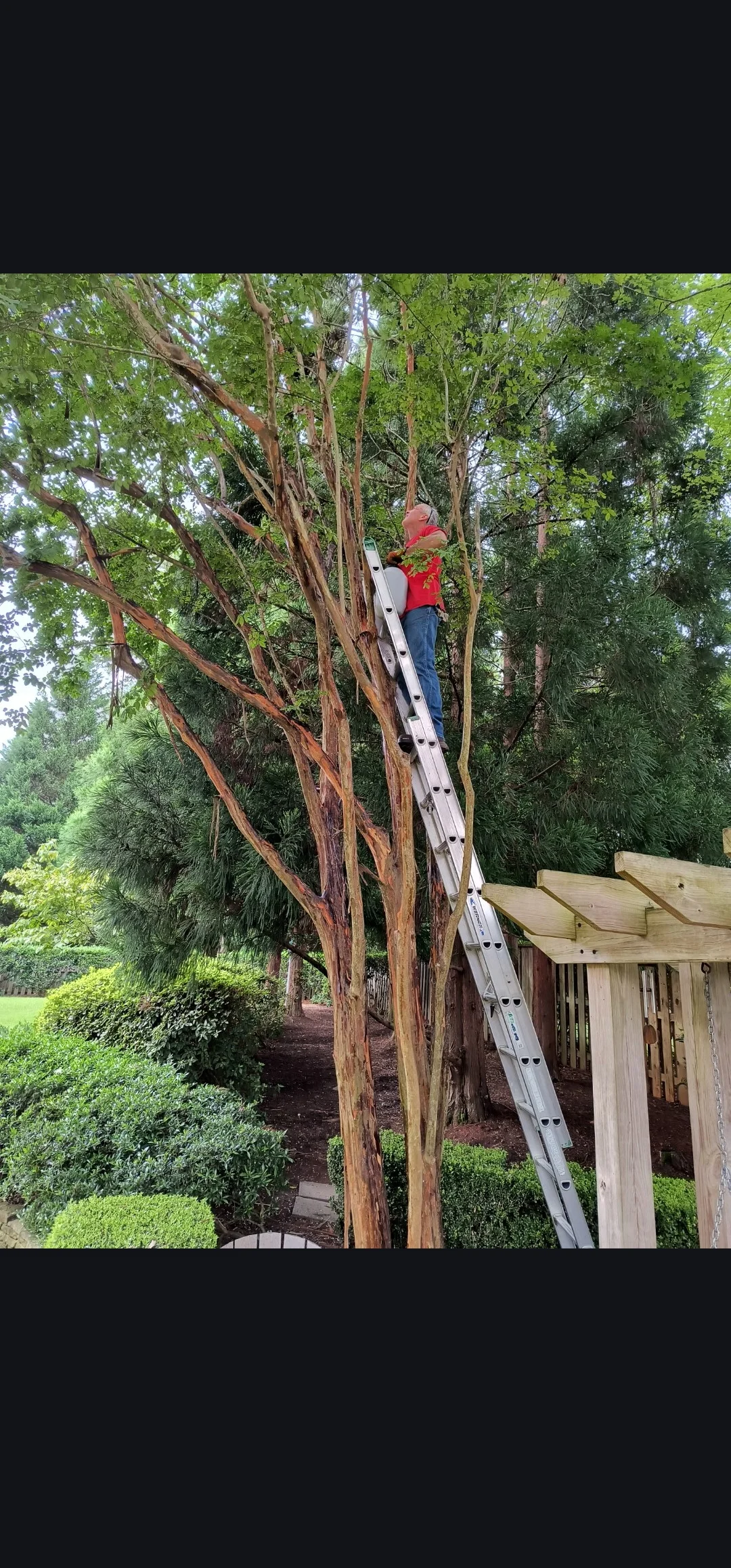 Arborist on ladder trimming tall multi-stem tree with green foliage in residential landscape
