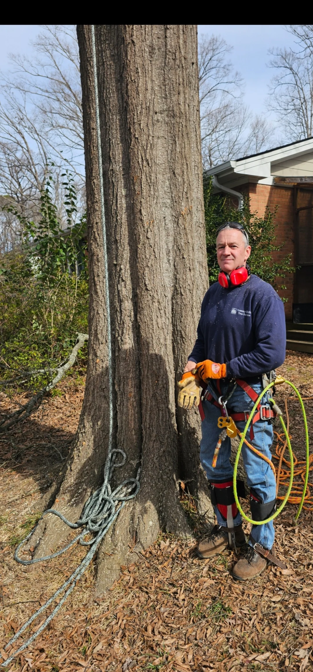 Arborist with rigging equipment standing at base of large tree during removal project