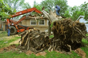 Tree-Removal1